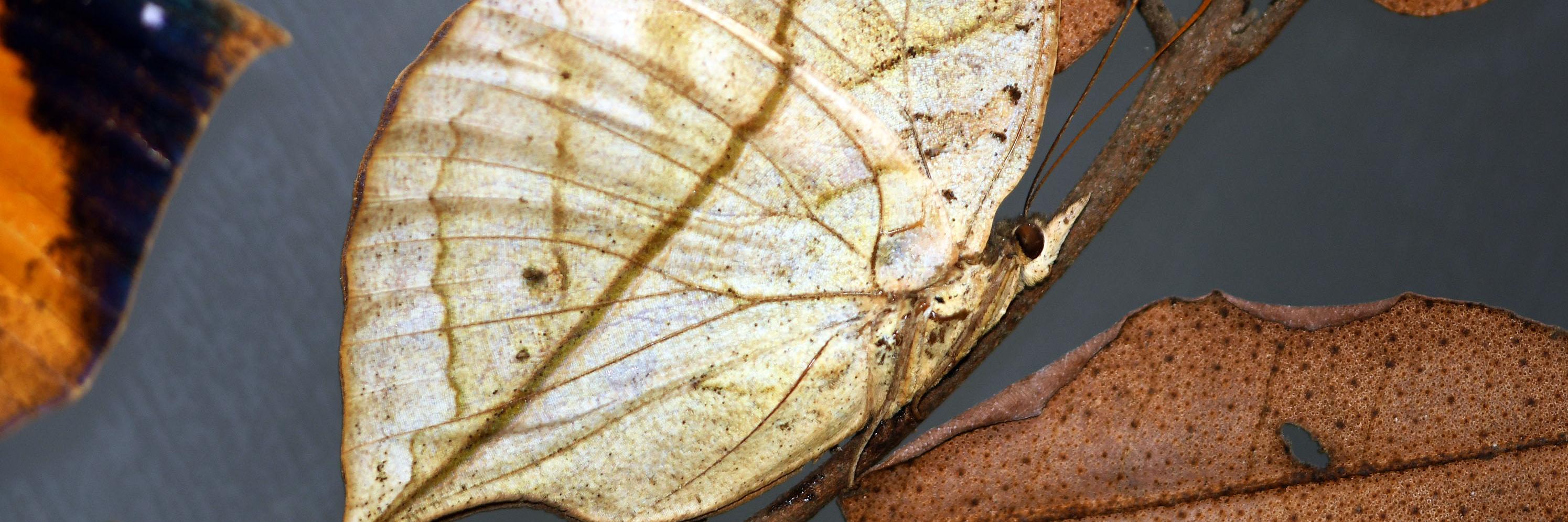 Ejemplar de Kallima paralekta, de la antigua exposición “Los Insectos desde la Alborada” del MNHN, año 2000.