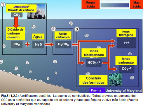 Acidificación de los océanos Museo Nacional de Historia Natural