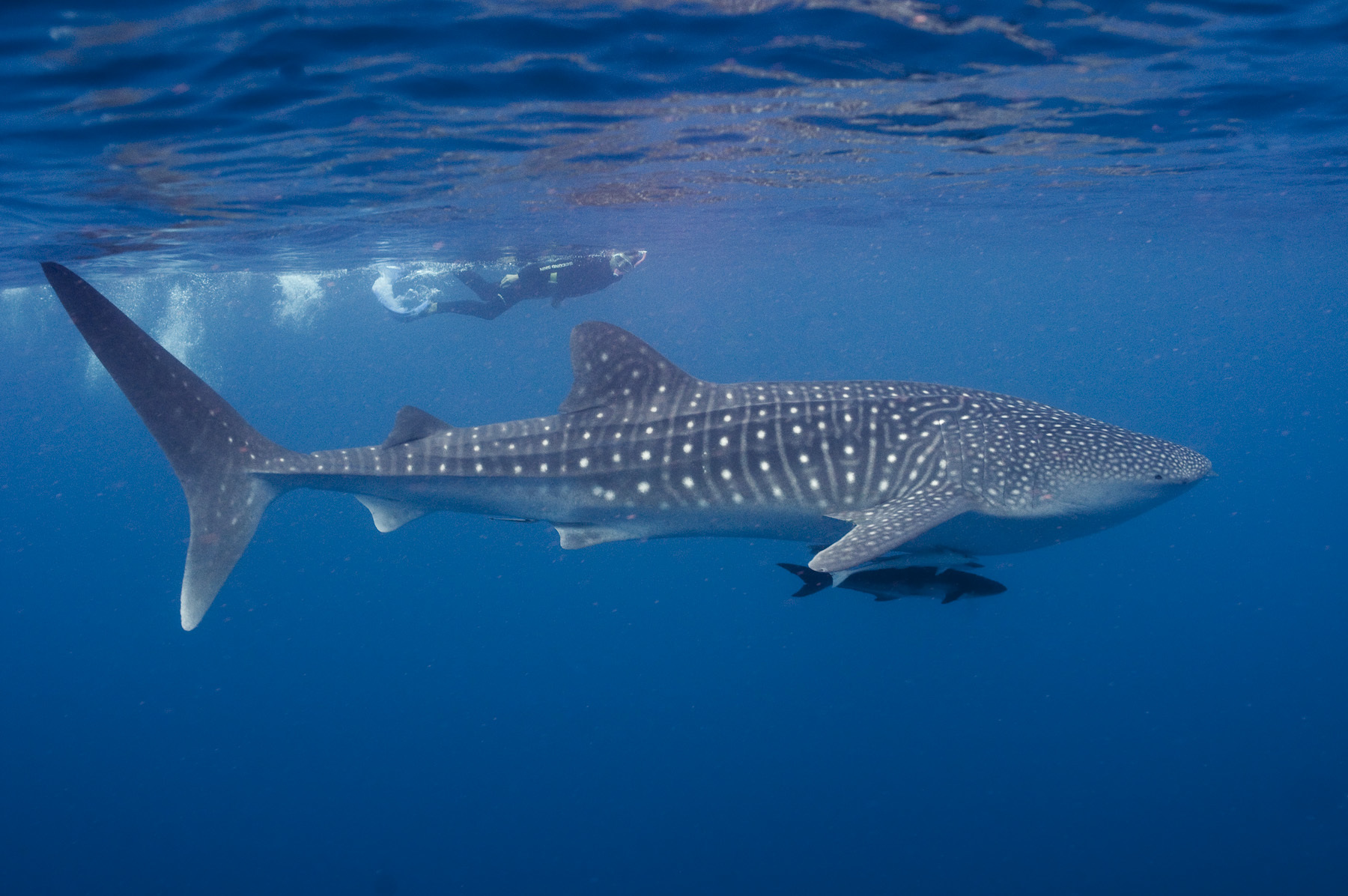 Peces excepcionales V: El tiburón ballena, un noble gigante | Museo ...