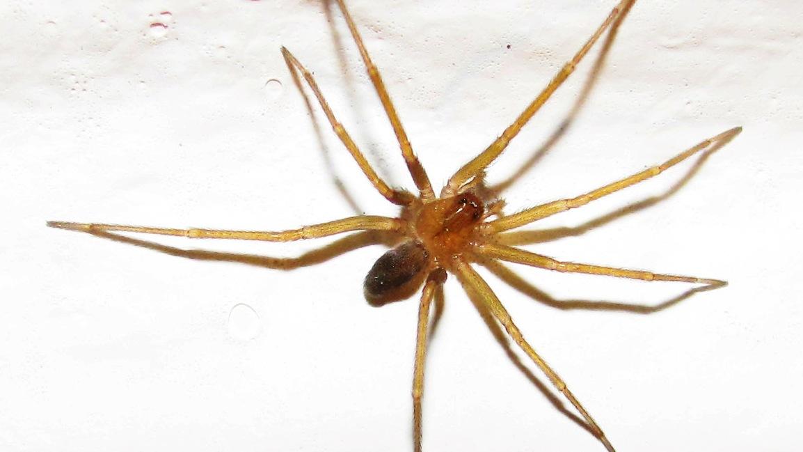 La «araña de rincón» y especies hermanas conocidas para Chile | Museo  Nacional de Historia Natural