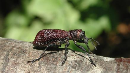 Aegorhinus vitulus (Fabricius, foto: Marcelo Guerrero).