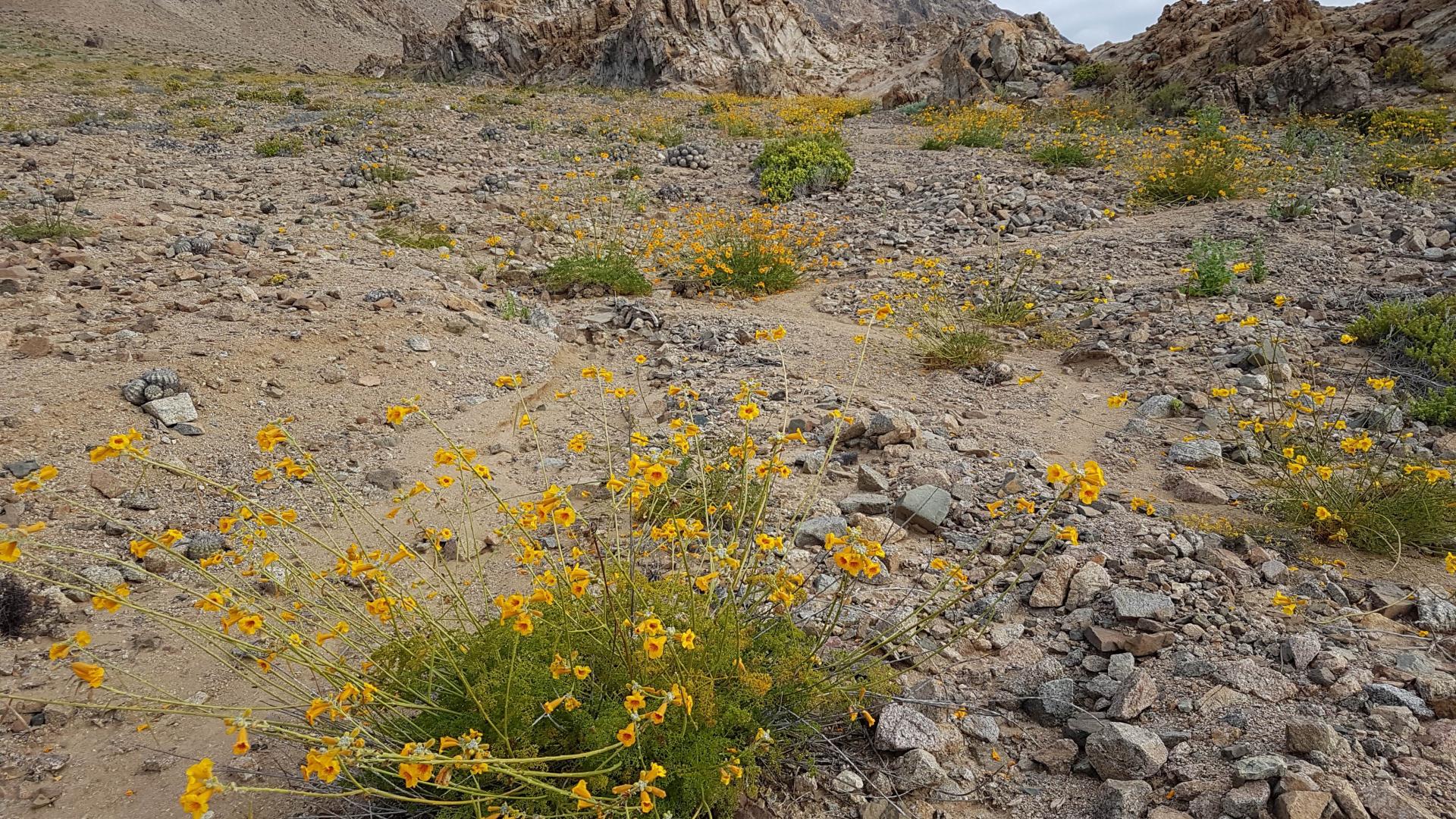 Desierto florido IV: sin floraciones pero con flores | Museo Nacional de  Historia Natural
