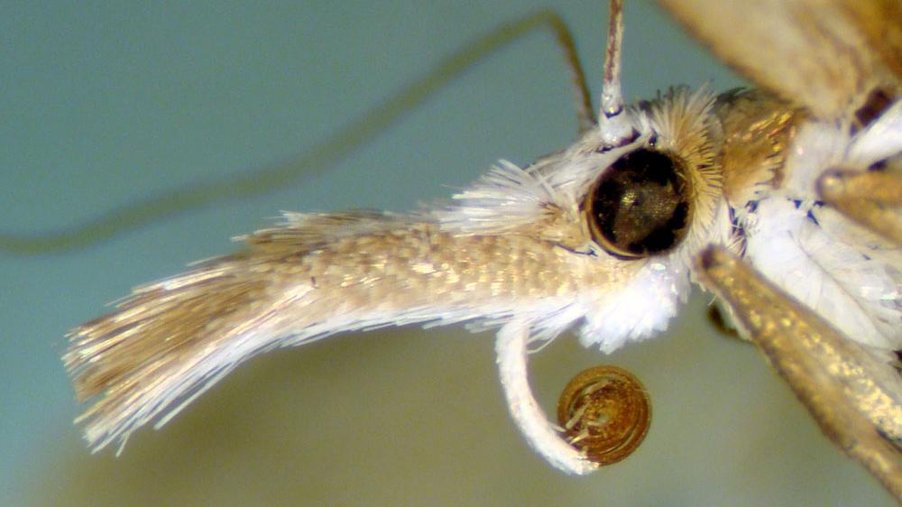 Cabeza de Fernandocrambus sp. (Crambidae).