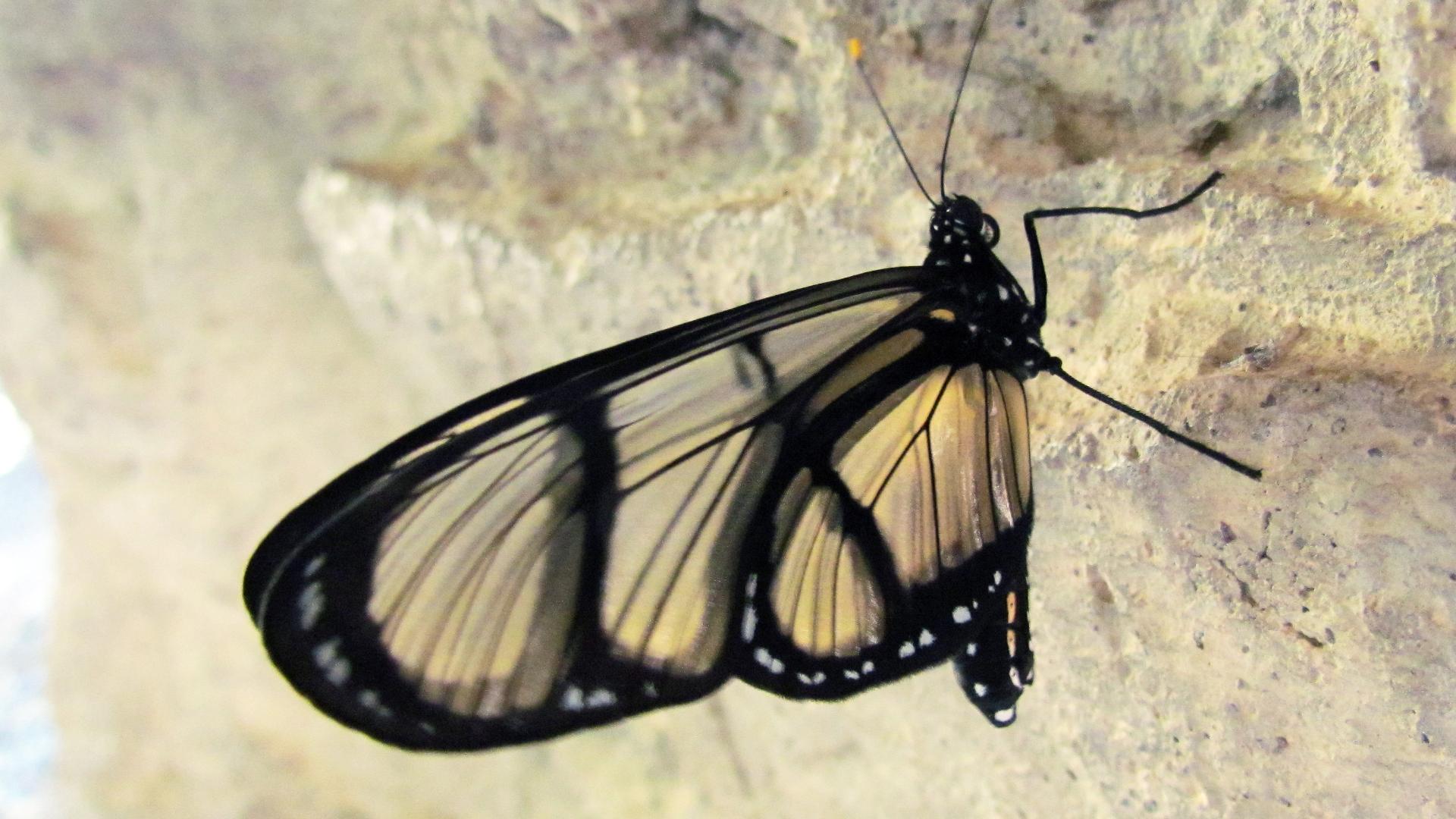 Ejemplar de Methona singularis (Staudinger, 1884) en el Cockrell Butterfly Center, Museo de Ciencias Naturales de Houston, Texas.