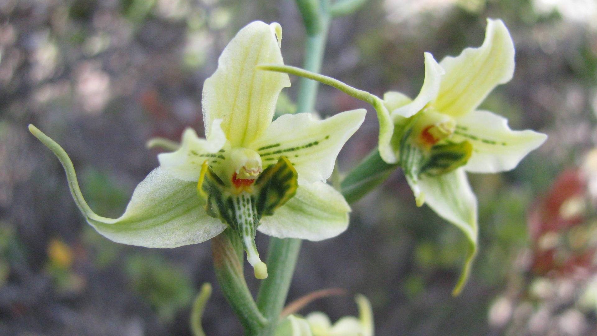 Gavilea araucana.