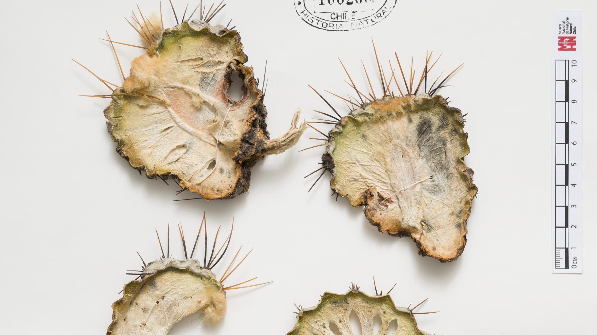 Imagen del cactus Copiapoa cinerea var. cinerea (SGO 106260)