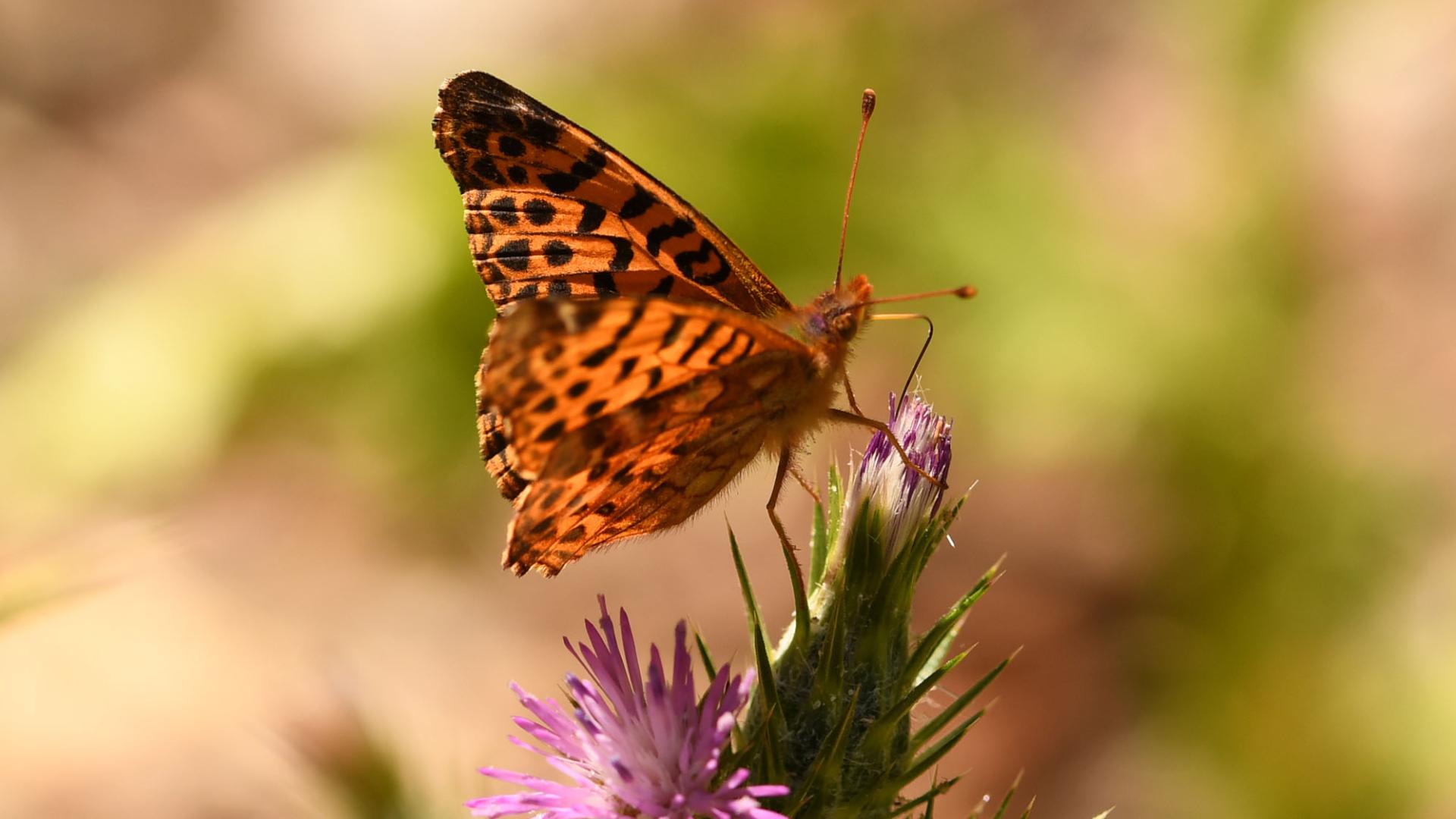 Yramea cytheris alimentándose.