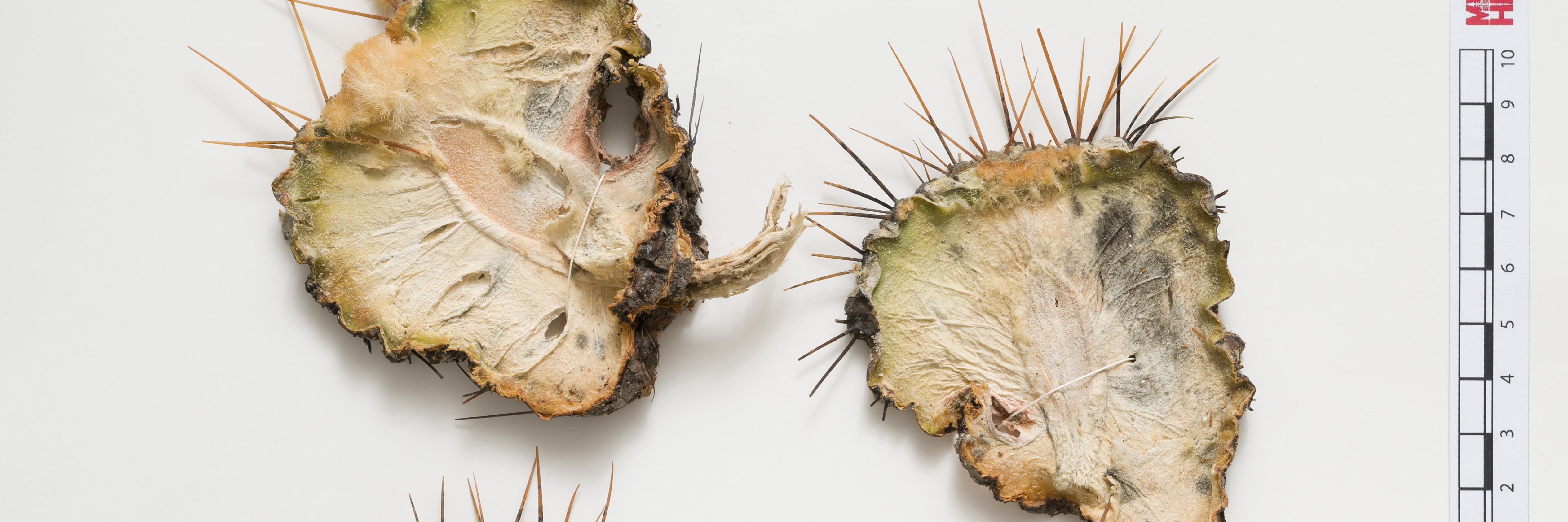 Imagen del cactus Copiapoa cinerea var. cinerea (SGO 106260)