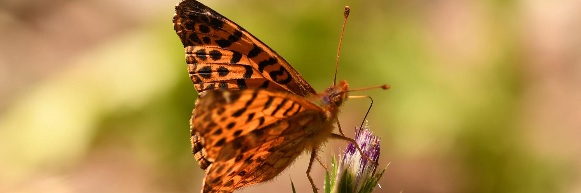 Yramea cytheris alimentándose.