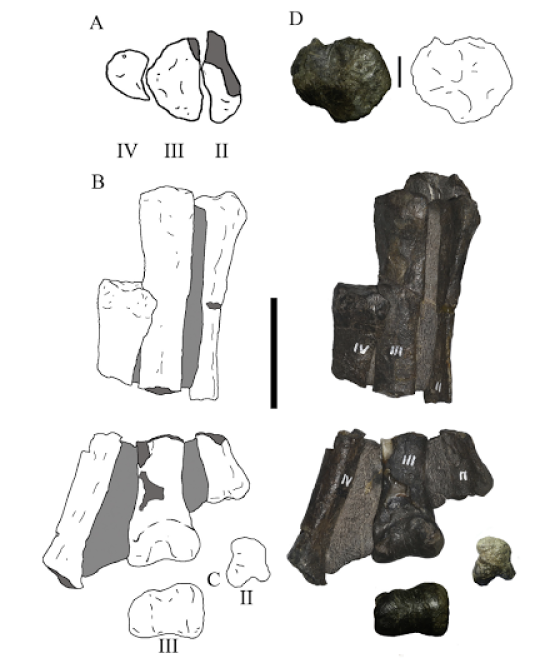 Pata derecha de Morrosaurus mostrando el metatarso IV estrecho.