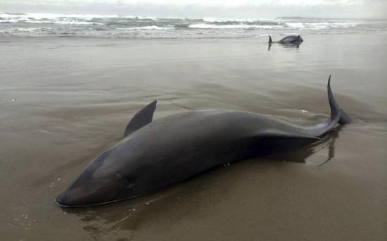 Delfines varados en playa de Panamá (Imagen: EFE)