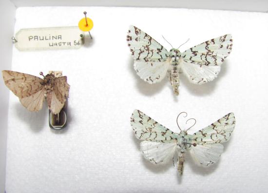 Ejemplares de Leucolithodes paulina (Ureta, 1956), de la Colección Nacional de Lepidoptera (Museo Nacional de Historia Natural, Santiago).