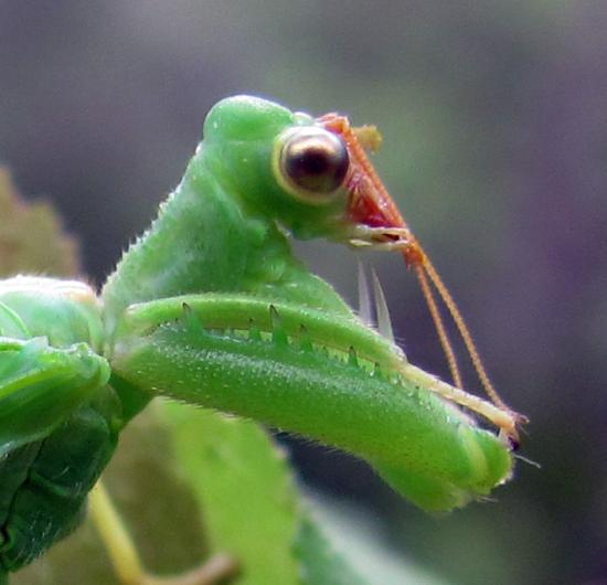 Detalle de parte anterior del cuerpo, mostrando la pata anterior modificada con hileras de espinas en bordes de fémur.