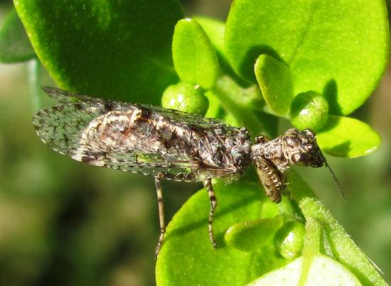 Gerstaeckerella chilensis, adulto en follaje de colliguay macho o lechón (Adenopeltis serrata).