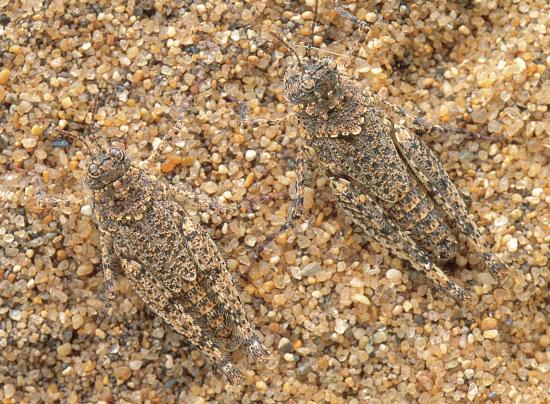 Dos Tetrixocephalus chilensis machos en las dunas de Concón.