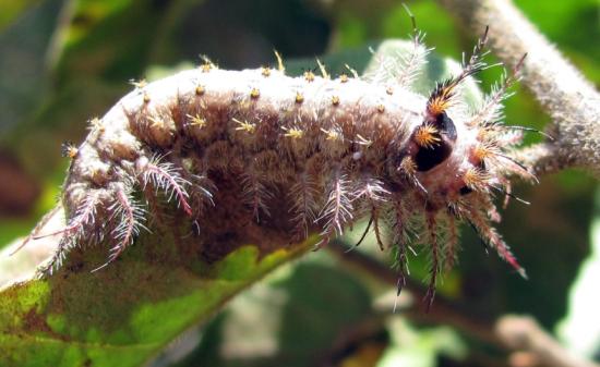 Saturniidae Polythysana pos. cinerascens (Philippi), larva Reserva Forestal Tanumé (foto: Mario Elgueta).