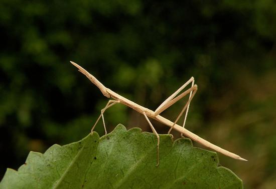 Proscopiidae (Foto: Andrea Ugarte)