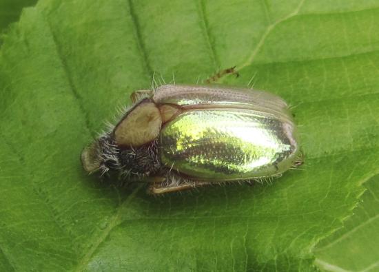 Phytholaema mutabilis (Los Queñes, provincia de Curicó).