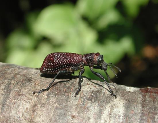 Aegorhinus vitulus (Fabricius, foto: Marcelo Guerrero).