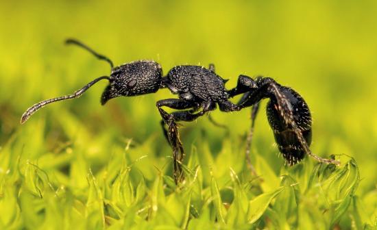 Ejemplar de Pogonomyrmex angustus Mayr, 1870, en prado de musgos (Fotografía por Patrich Cerpa).