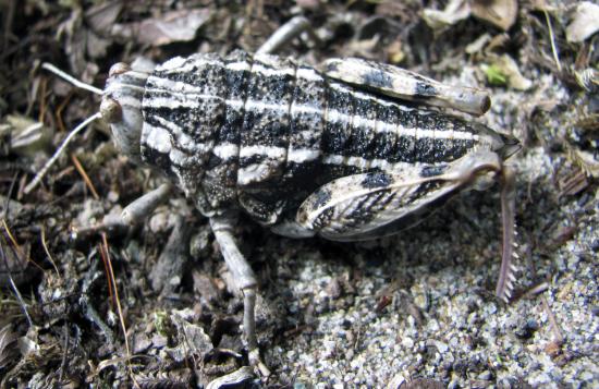 Hembra de Bufonacris bruchi, especie presente en ambientes patagónicos de la región de Aysén (ejemplar recolectado por Herman Núñez y Juan Carlos Torres).