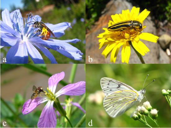 a) Abeja silvestre (Hymenoptera: Halictidae); b) escarabajo (Coleoptera: Buprestidae)