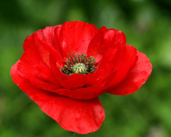 Amapola roja.