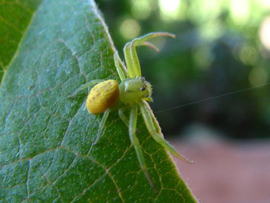 Araña Thomisidae