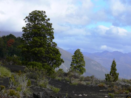 Austrocedrus chilensis (Imagen: Óscar Gálvez)