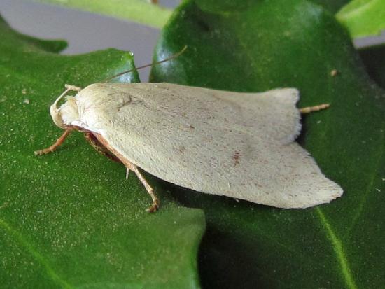 Ejemplar de Utilia florinda Clarke (Oecophoridae).