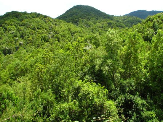 Bosque esclerófilo de la Quebrada El Sauce, Chimbarongo.