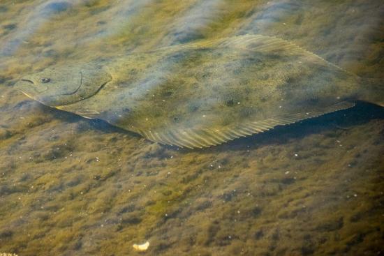 Cabecera- Lenguado californiano (Paralichthys californicus)- (c) Peggy Romfh.