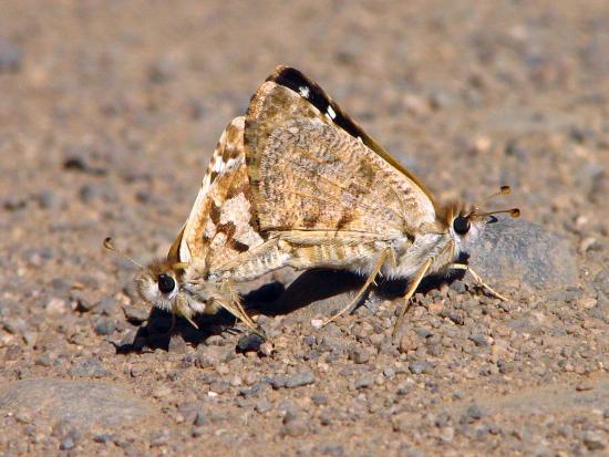 Pareja de mariposas Hesperiidae copulando.