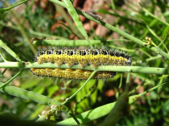 Larva de Pieris brassicae