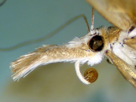 Cabeza de Fernandocrambus sp. (Crambidae).