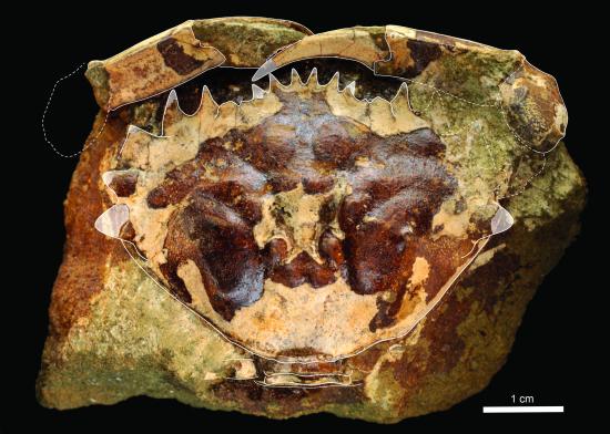 Cangrejo fósil de Loanco, cf. Minohellenus araucanus (Phillipi, 1887), uno de los materiales bajo este estudio. El ejemplar tendría cerca de 45 millones de años.