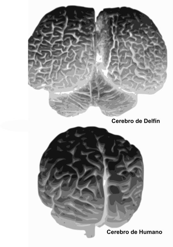 Comparación entre un cerebro de delfín y uno humano.