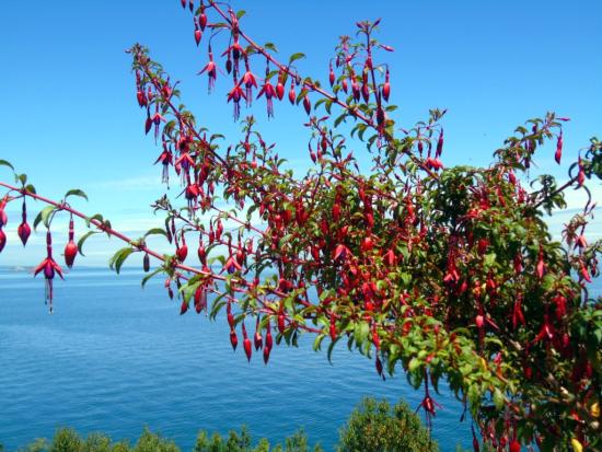 Fuchsia magellanica (Foto: Gloria Rojas)