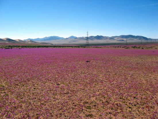 Cistanthe grandiflora (Foto: Jaime Acevedo).