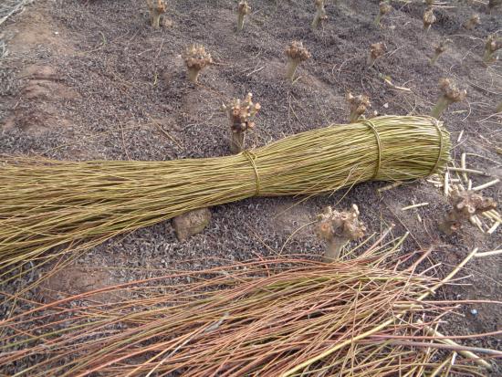 Cosecha de mimbre. (Foto: Franciasco Urra).