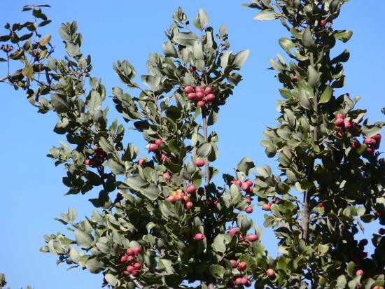 Cryptocarya alba, peumo (Foto: Gloria Rojas)