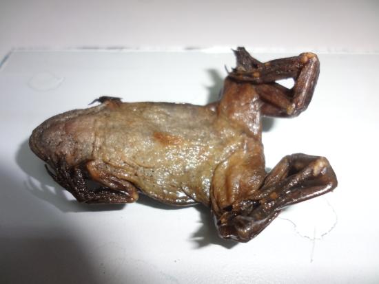 Ejemplar de Xenopus laevis.