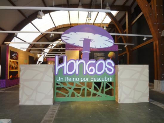 Exposición «Hongos, un Reino por descubrir» en Valdivia