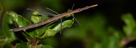 Insecto sobre follaje de lengas de la cordillera de Nahuelbuta. La primera pregunta que surge es: ¿Qué insecto es este? Podríamos responder una langosta-palote de la familia Proscopidae, pero esta respuesta no sería suficiente para el naturalista: él que