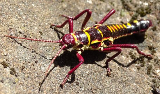 Un ejemplar macho de Agathemera elegans (Philippi, 1863) (Cordillera de Nahuelbuta, 25 de enero de 2017).