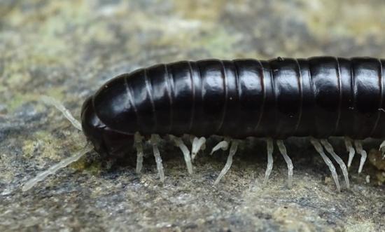 Milpiés en una visita nocturna al bosque costero del sendero el Galpón, en la localidad de Manquemapu, Purranque