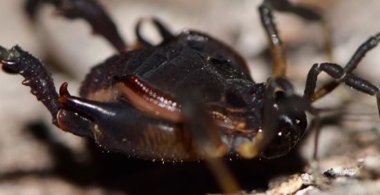 Un ejemplar macho de Gyndulus roeweri, de la cordillera de Nahuelbuta, una especie que debe ser transferida a Metagyndes.