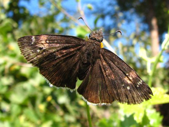 Erynnis funeralis, ejemplar observado en otoño.