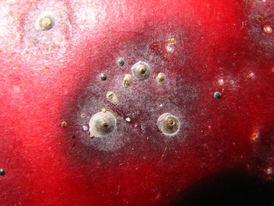 Escama de San José (Quadraspidiotus per­niciosus) sobre fruto de manzano.