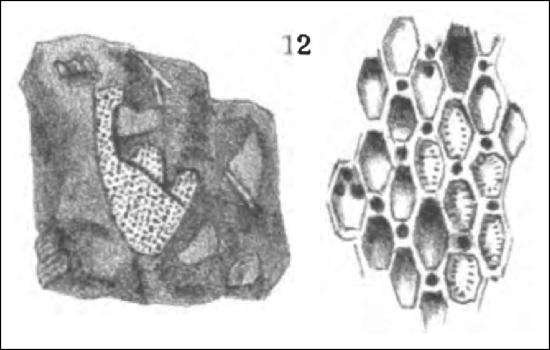 Eschara colchaguensis